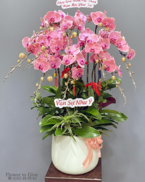 Chậu lan hồ điệp 10 cây HT38