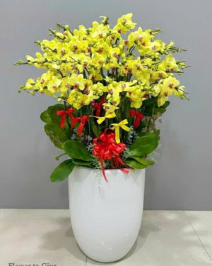 Chậu lan hồ điệp 40 cây HT36