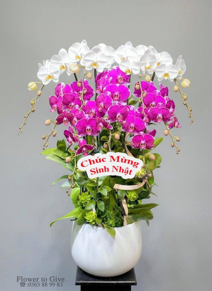 Chậu lan hồ điệp 9 cây-HT37