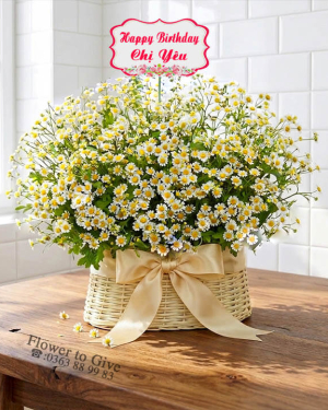 Giỏ hoa cúc tana đẹp-giỏ hoa tươi-HT241