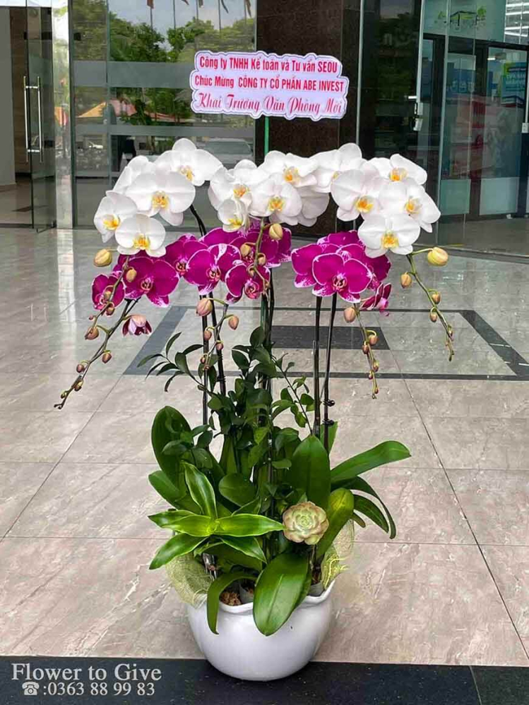 Chậu hồ điệp 6 cây-chúc mừng-HT347