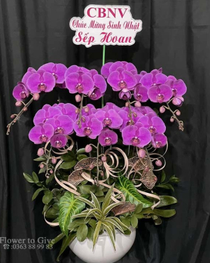 Chậu lan hồ điệp tím 7 cây-HT377
